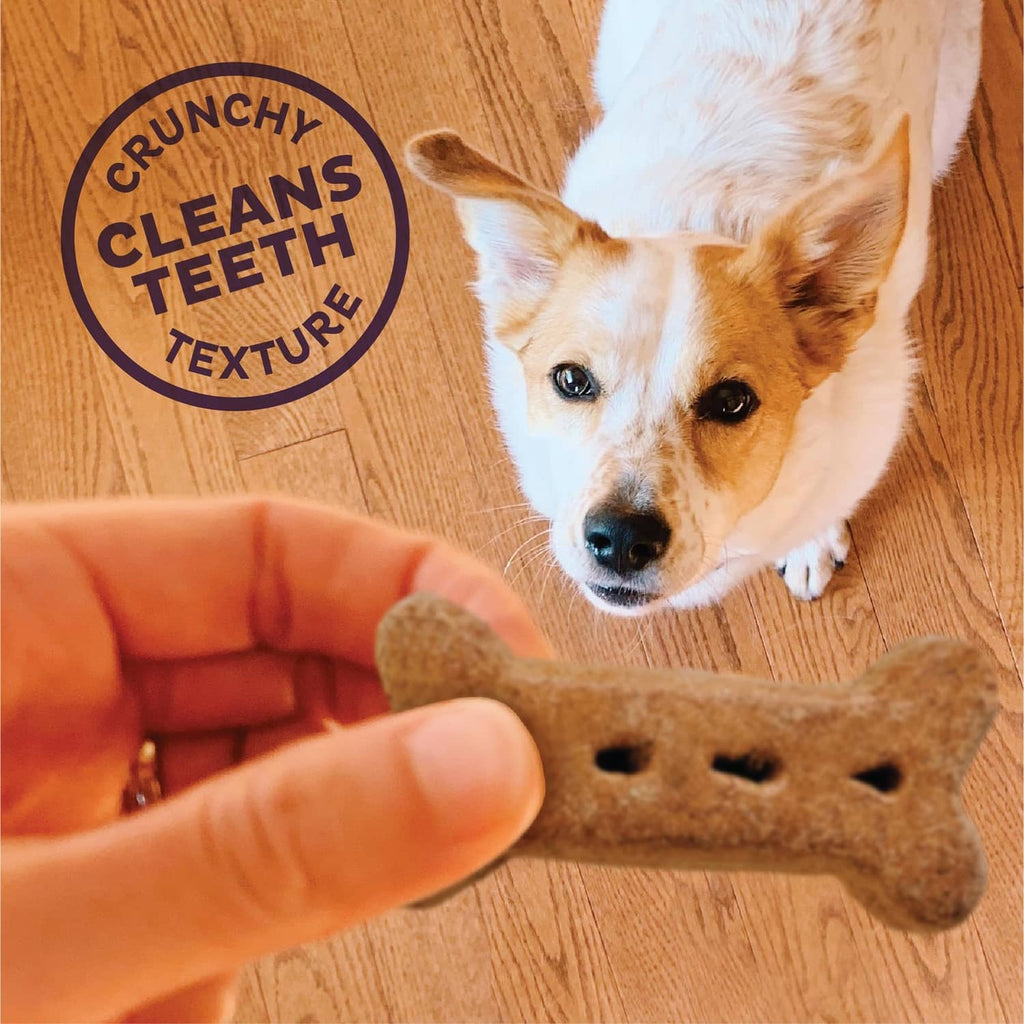 Dog looking at a p’nuttier-style bone treat held in hand on wood floor