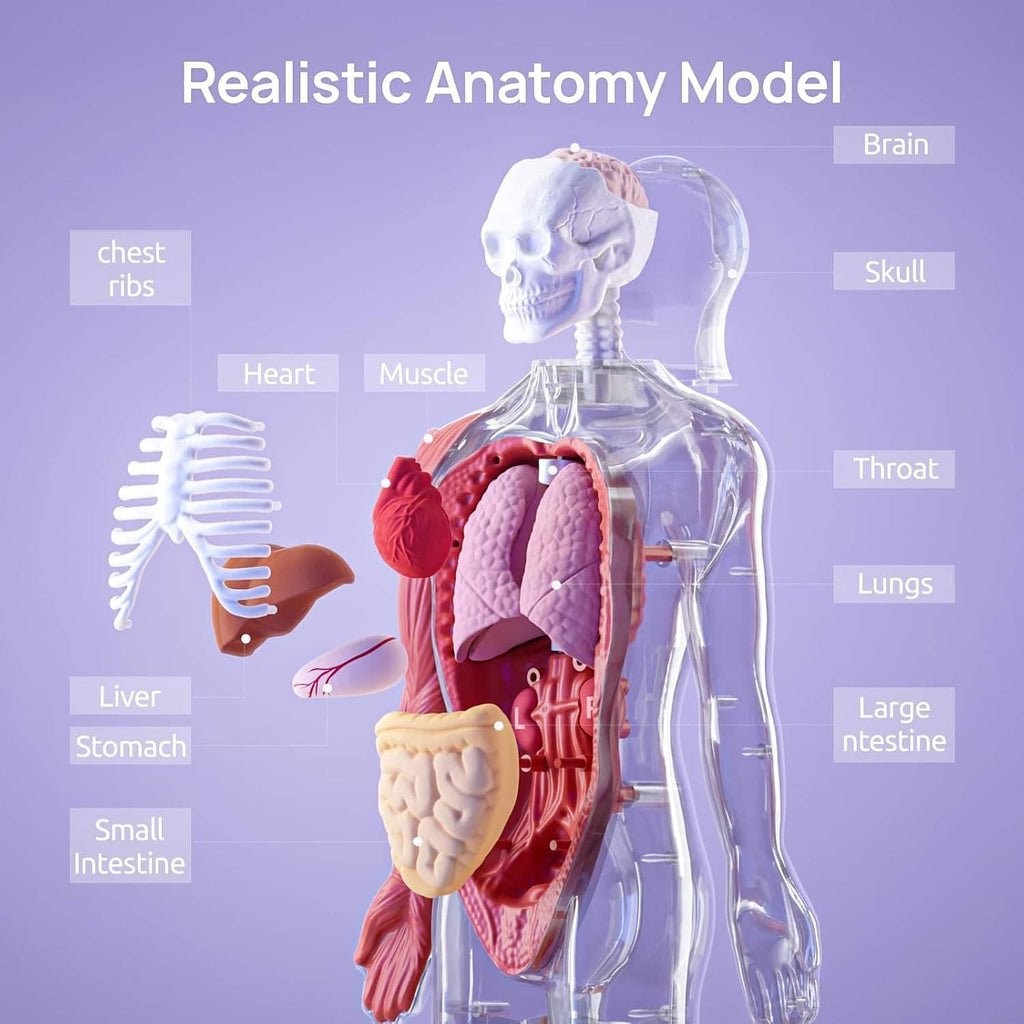 Realistic translucent human anatomy model with visible organs in red and white.