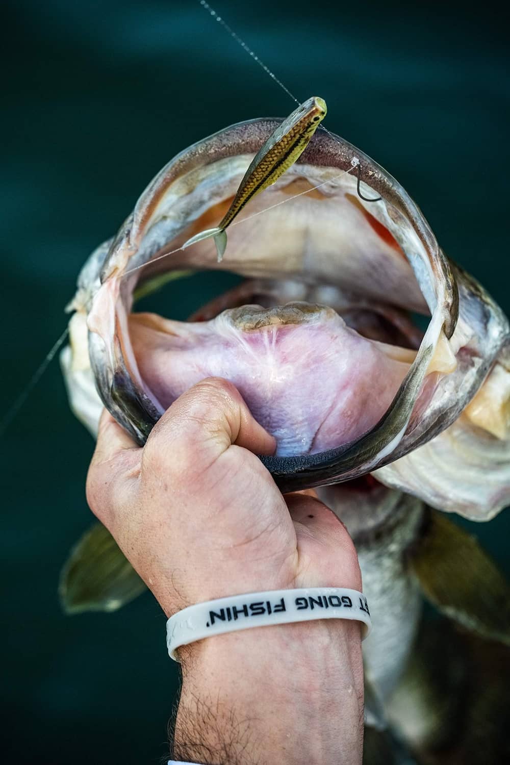 Minnow fishing lure in fish mouth, treble hook visible
