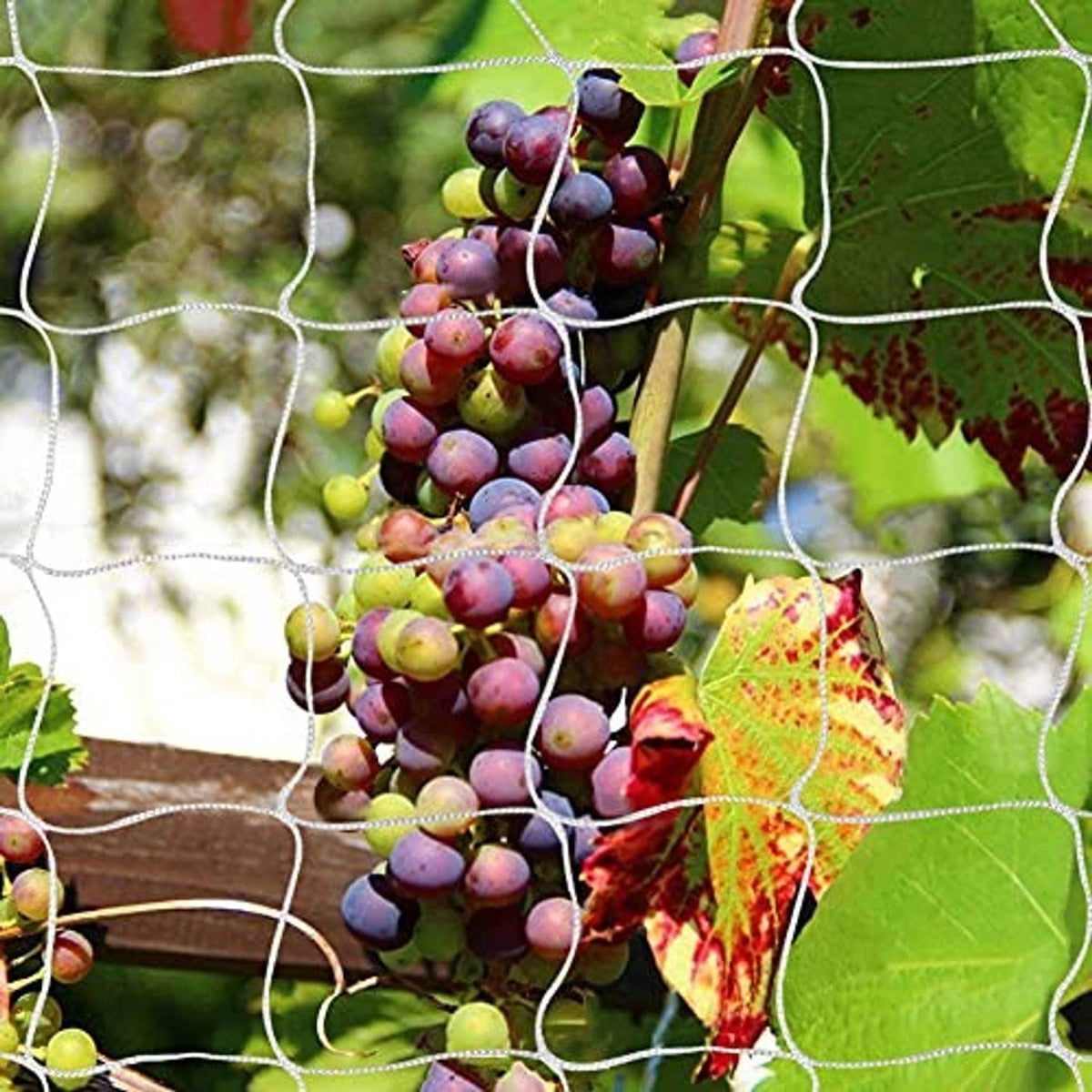 White trellis netting with 3.5 in mesh, supporting a cluster of purple grapes