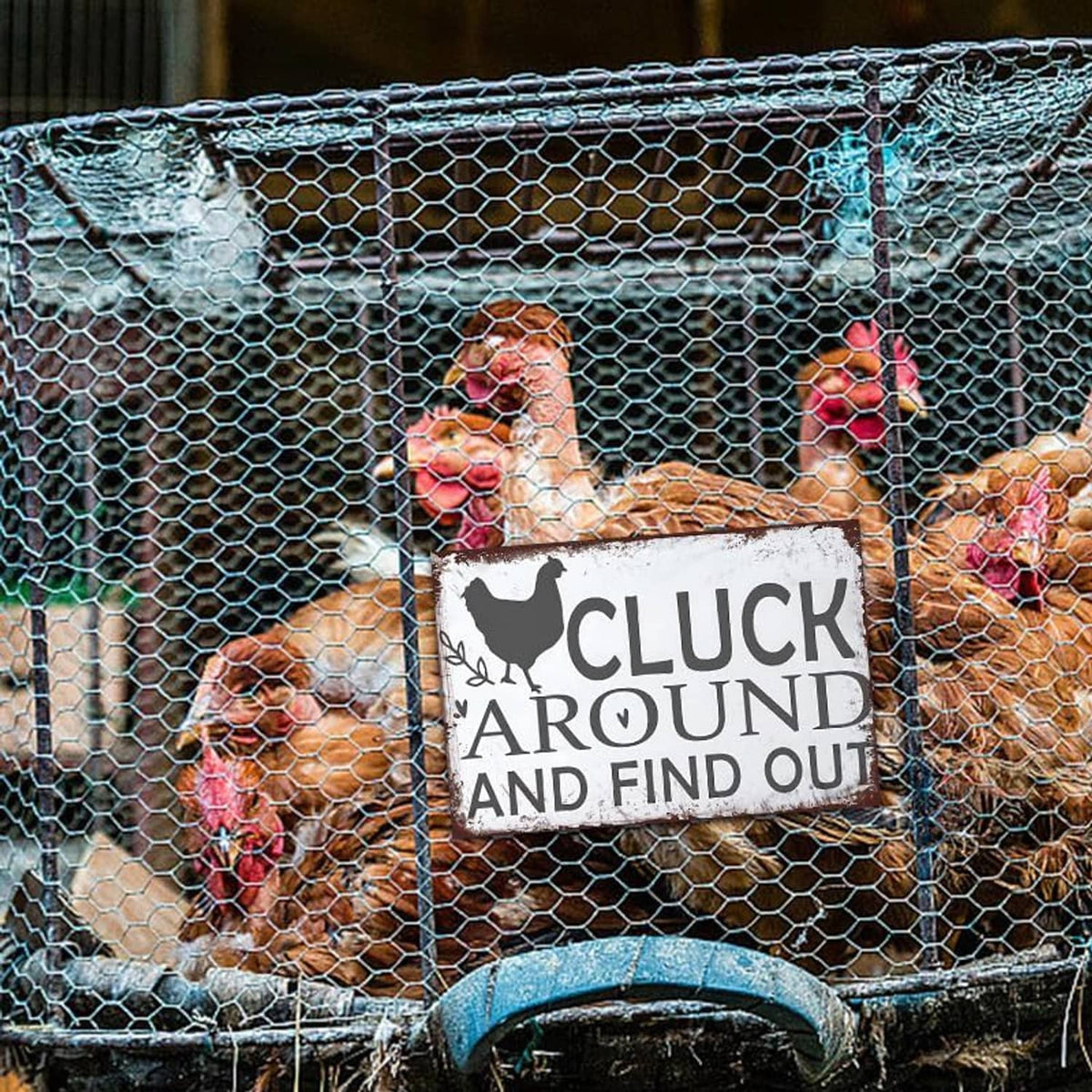 Chicken yard sign reading 'Cluck Around And Find Out' on wire fence with hens
