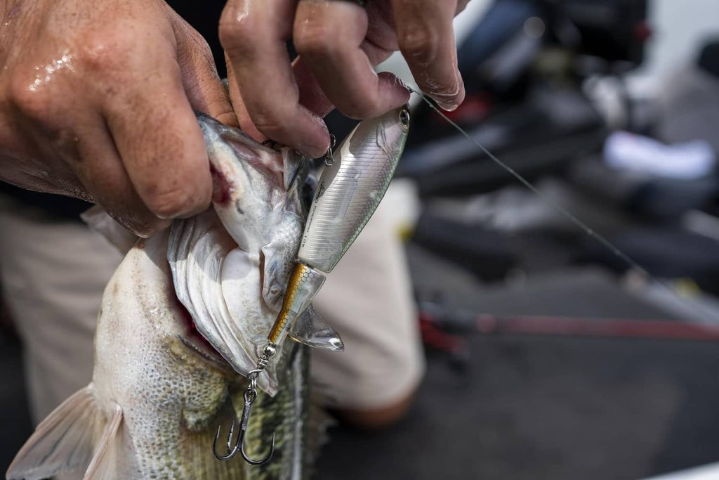 Silver fish holding a topwater lure with treble hooks attached