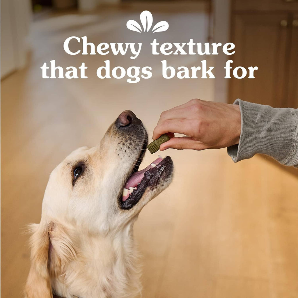 Dog chewing Greenies Anytime Bites with a hand offering green chew treats