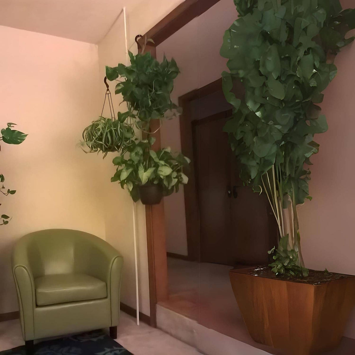Indoor plant pole spring tension rod with three arms suspending leafy planters