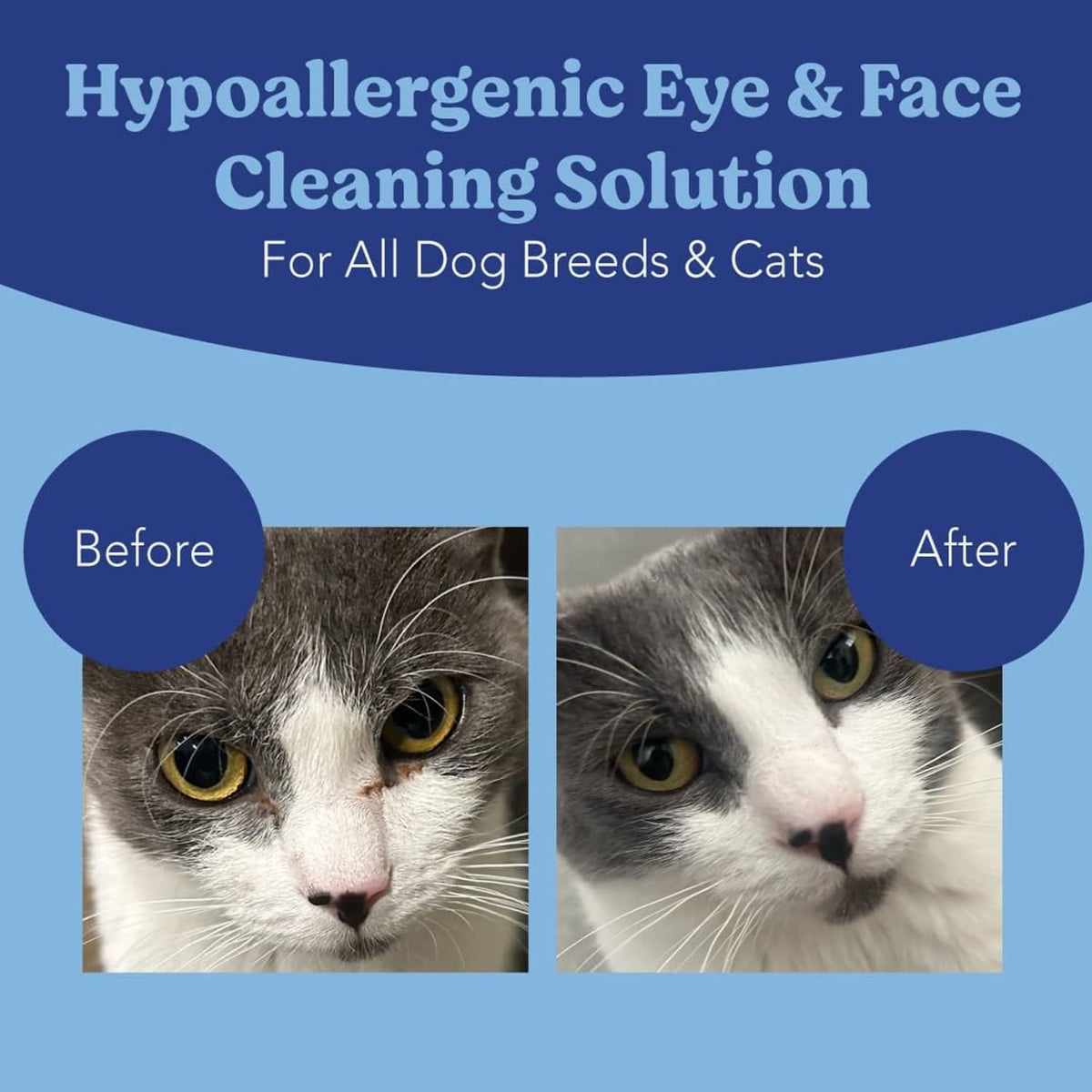 Cat face before-and-after for eye cleaning, gray-and-white cat with yellow eyes