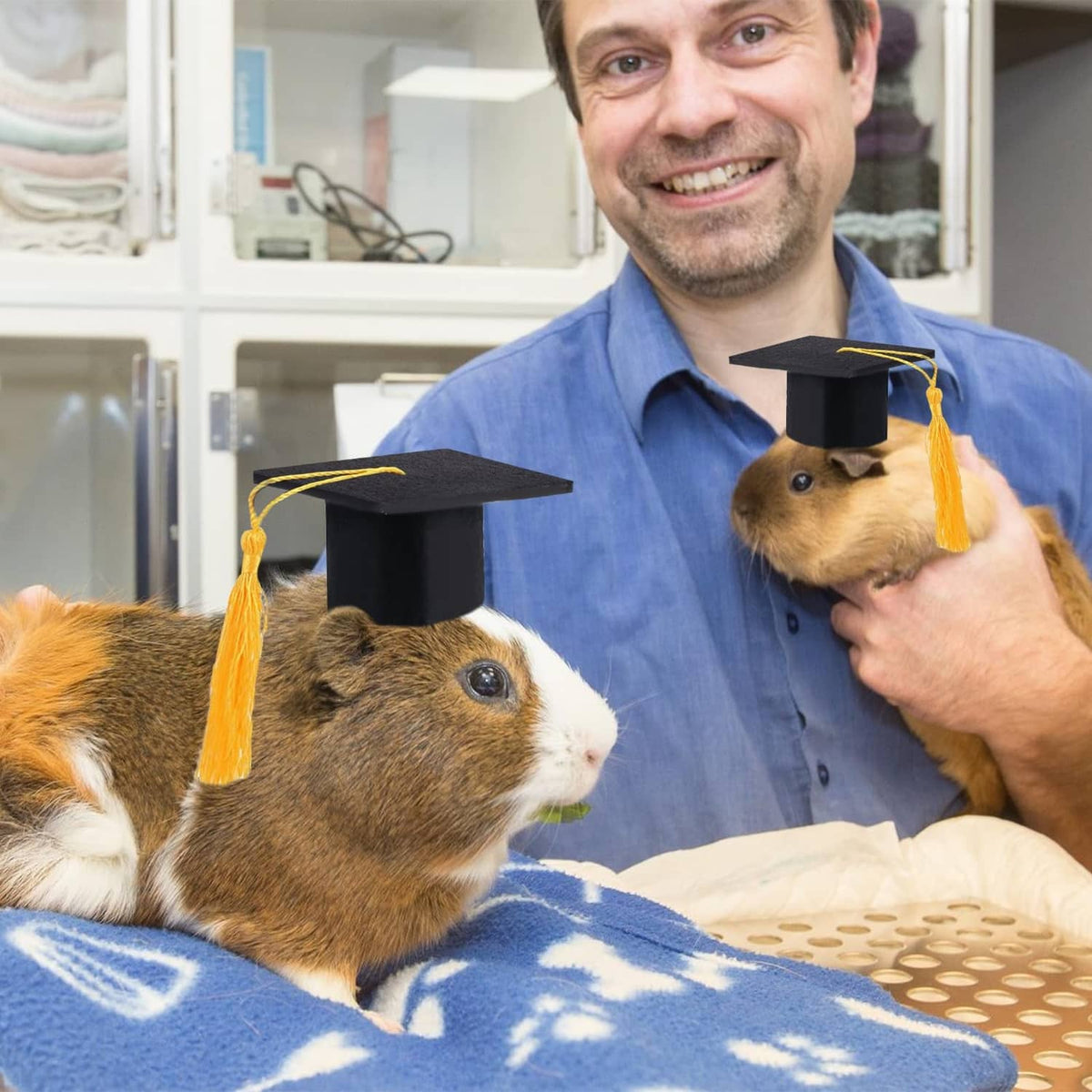 Guinea pigs wearing black mini graduation caps with yellow tassels, held by a person.