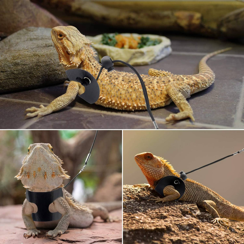 Bearded dragon wearing a black harness with attached leash cord and handle