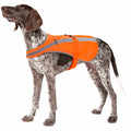 Blaze orange reflective dog vest on medium large dog, with front buckle straps