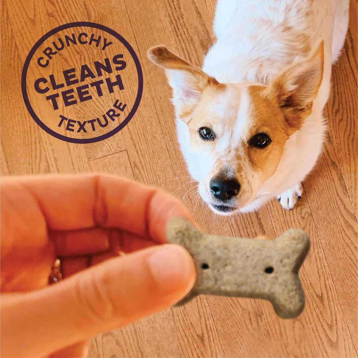 Small dog reaching for a bone-shaped biscuit held over a wooden floor