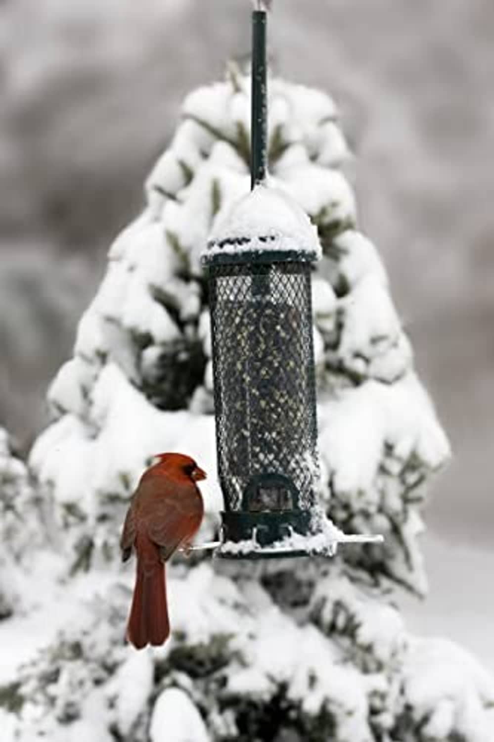 Mini squirrel-proof bird feeder with mesh cylinder and blue base, small bird on side perch