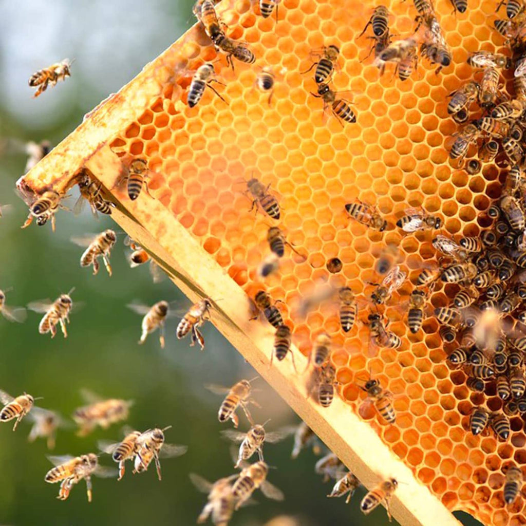 Bees on a honeycomb wax foundation panel, with frame corner visible
