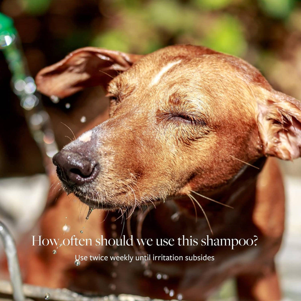 Dog bath close-up with wet brown fur and water droplets