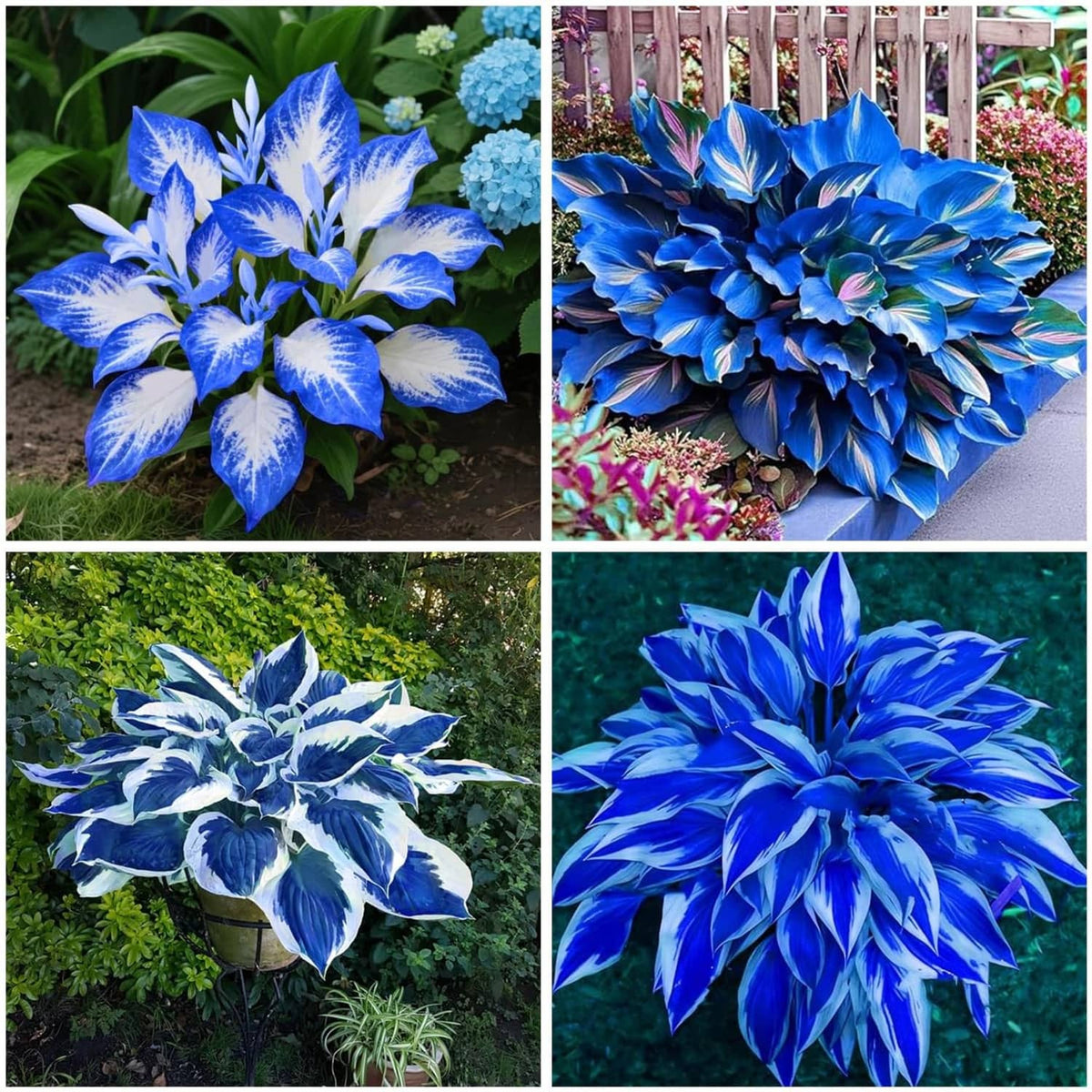 Blue hosta plants with pale white variegation on broad leaves, garden bed cluster