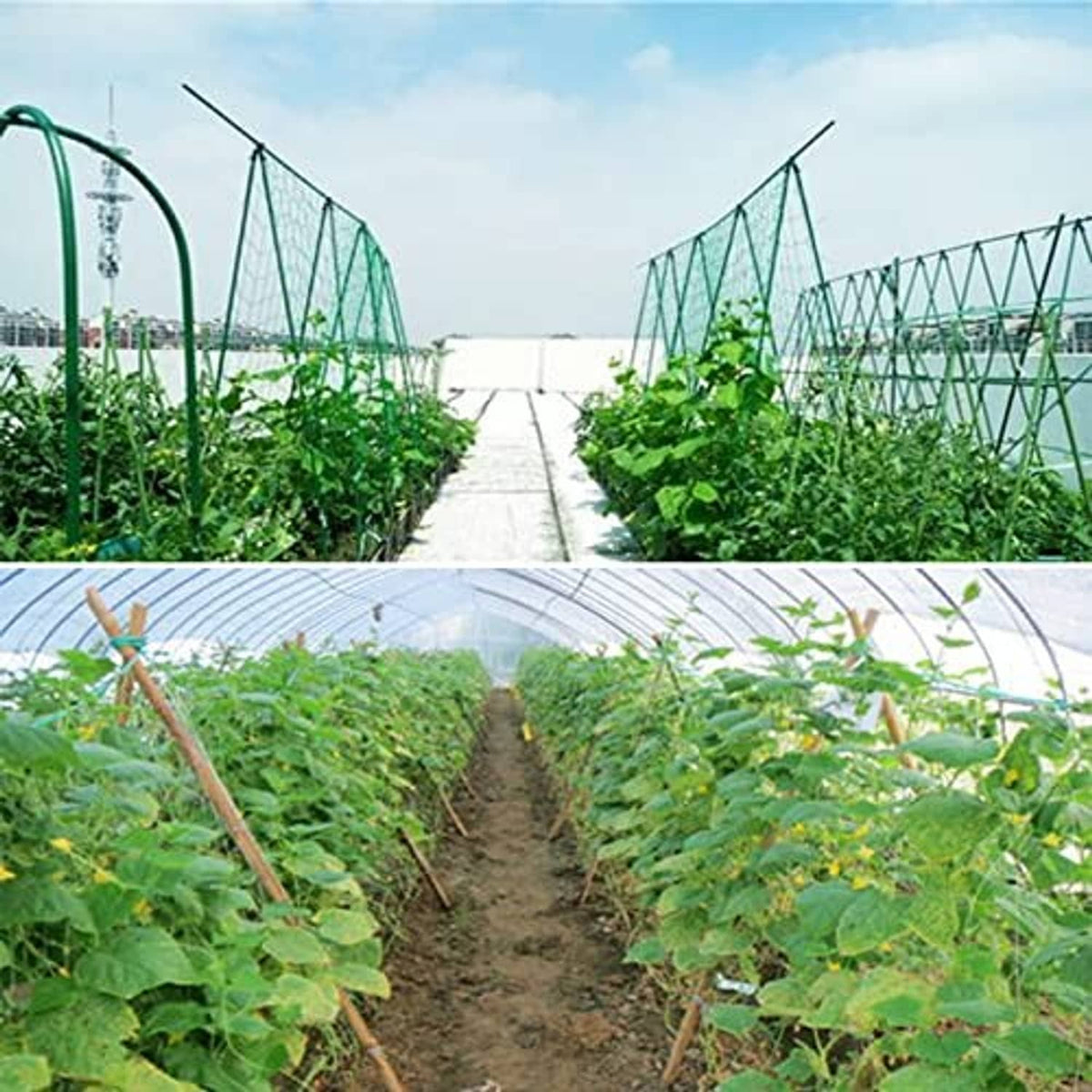 Green plant support netting trellis forming rows of square mesh lanes
