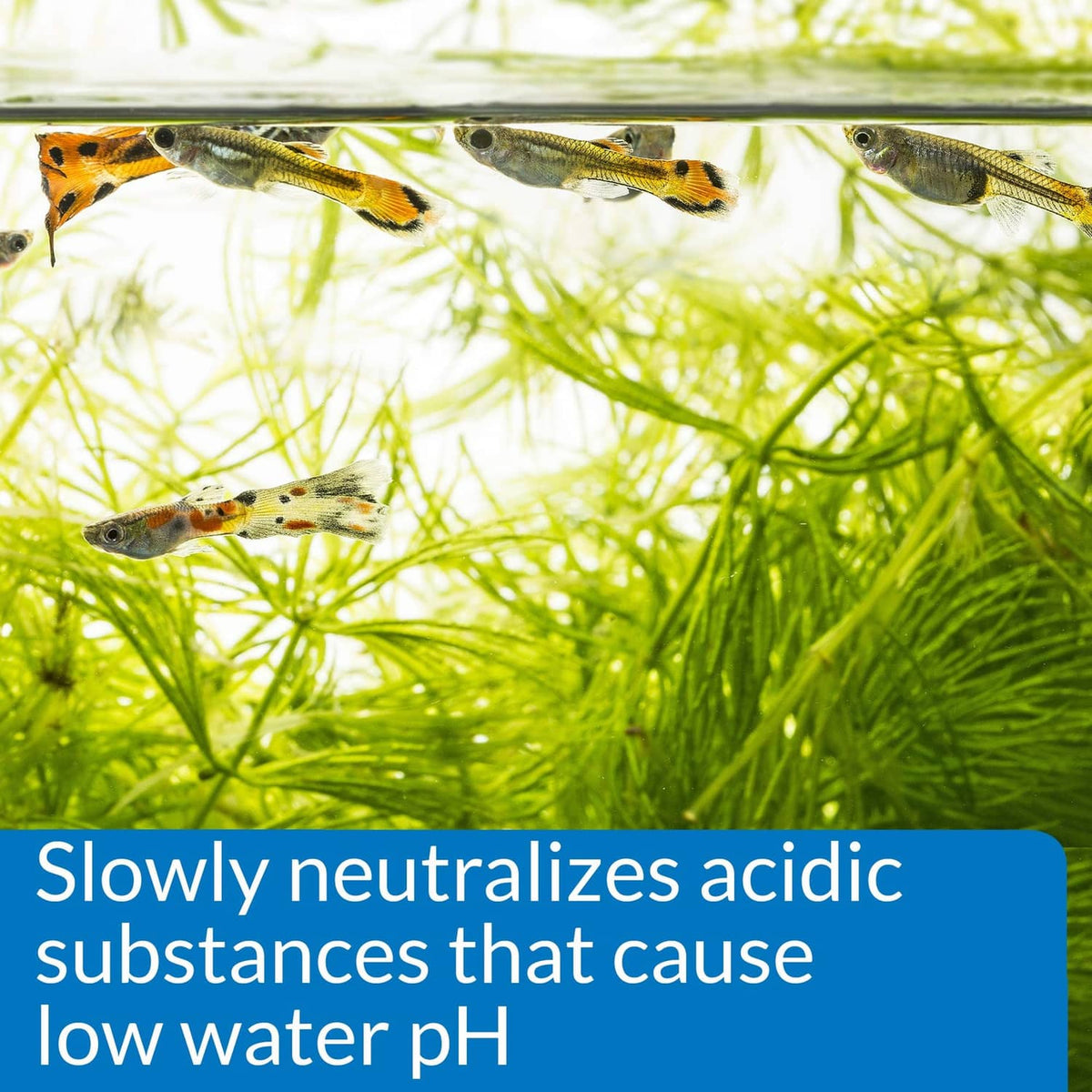 Aquarium fish with blue panel about slowly neutralizing low water pH