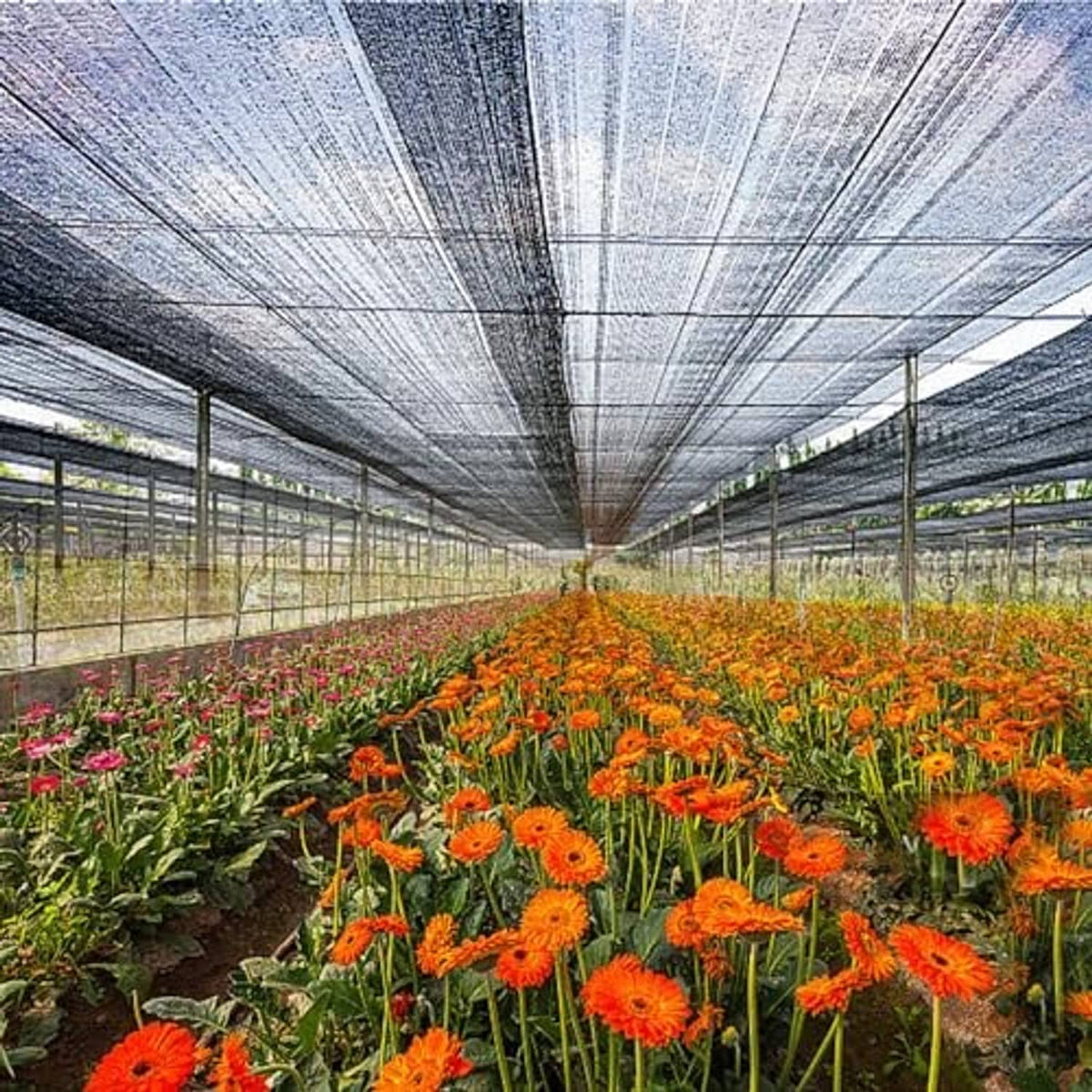 Black mesh shade cloth stretched over greenhouse walkway and flower rows