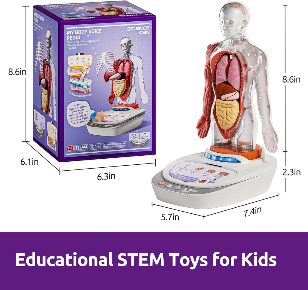 Human anatomy model and boxed kit, clear torso with red organs on white base.