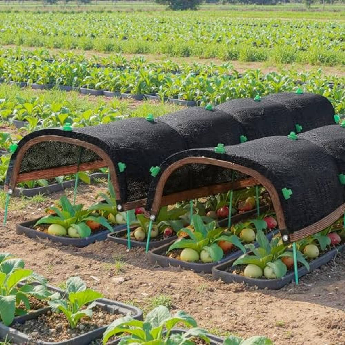 Raised garden bed covered with dark garden shade cloth and hoop supports
