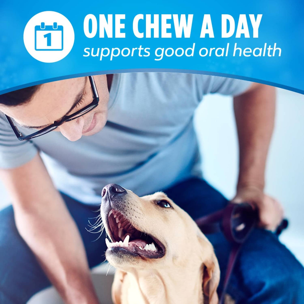 Dog chewing a dental chew stick with a person wearing a collar