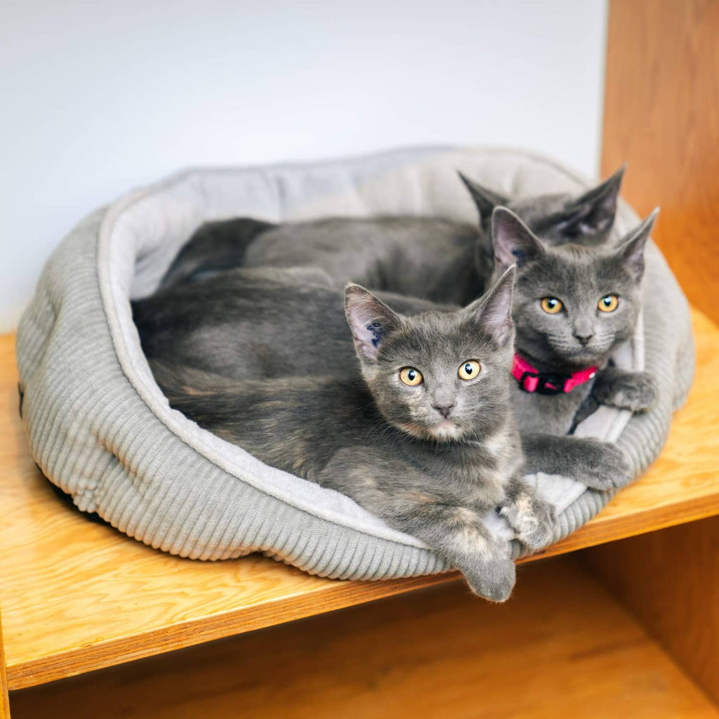 Gray ribbed cat bed with plush lining; two gray cats lounging inside