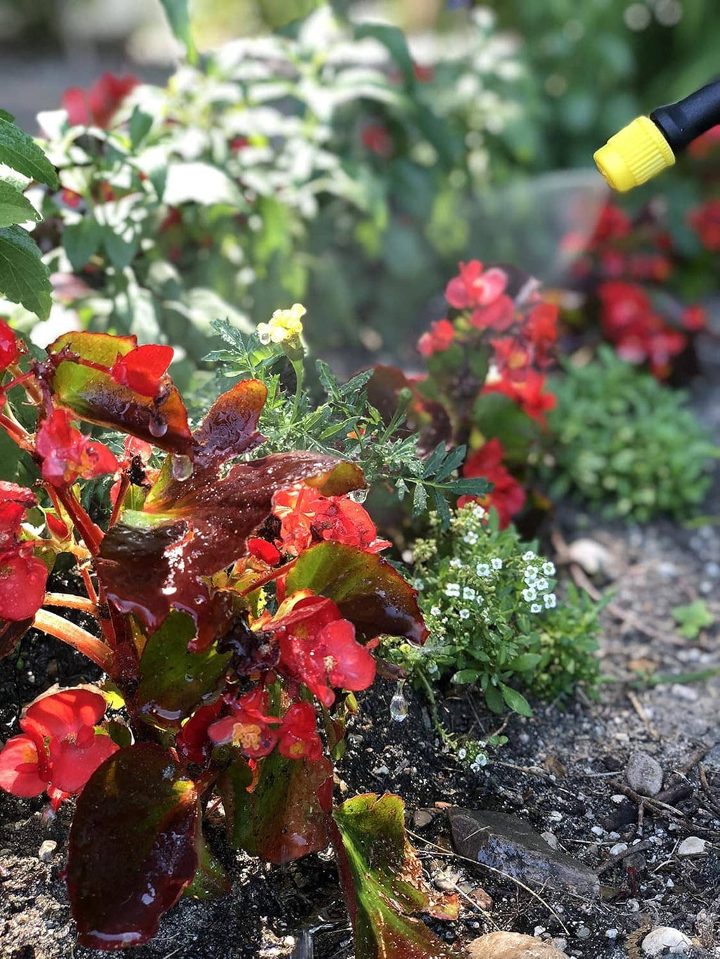 Yellow tank battery sprayer nozzle spraying mulch and red plants