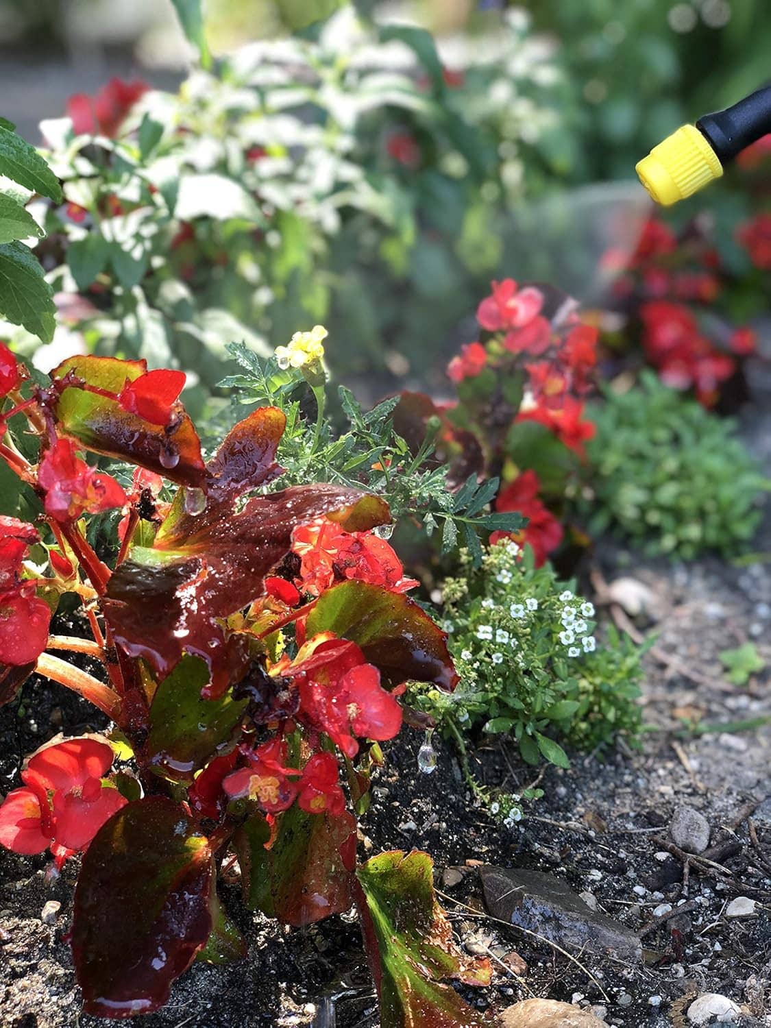 Yellow tank battery sprayer nozzle spraying mulch and red plants