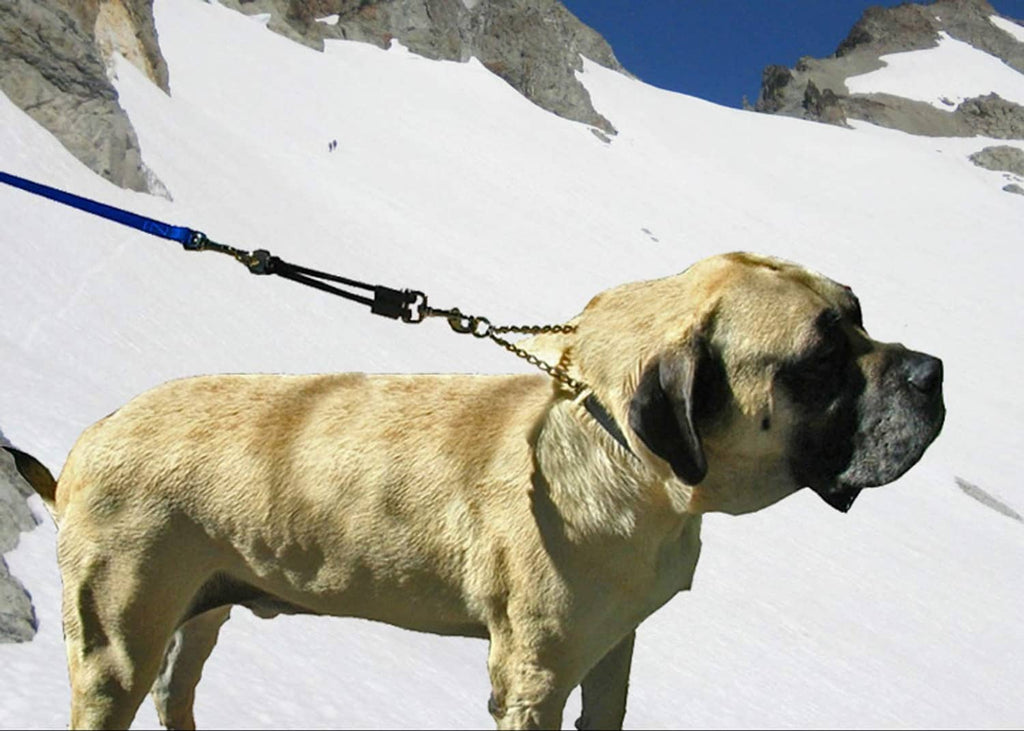Blue bungee leash extension attached to a walking dog