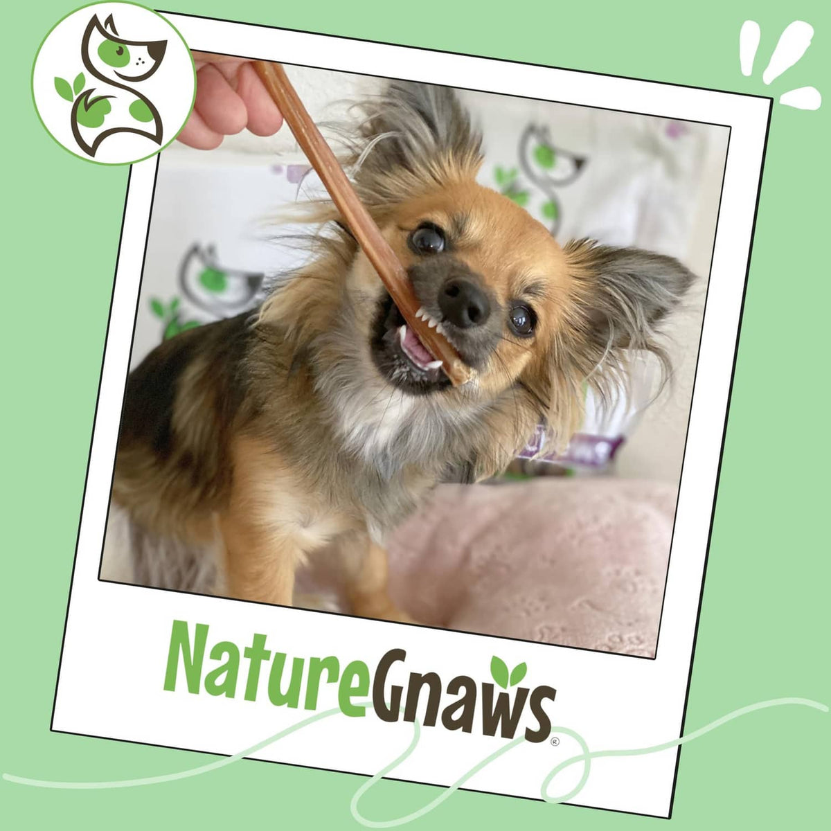 Small dog biting thin bully stick chew treat, natural NatureGnaws packaging visible