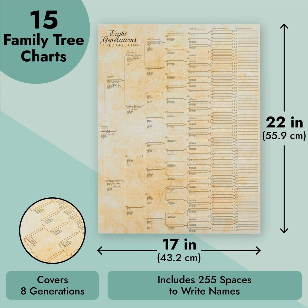Off-white family tree chart, 17 x 22 in, 8 generations, 255 spaces to fill names