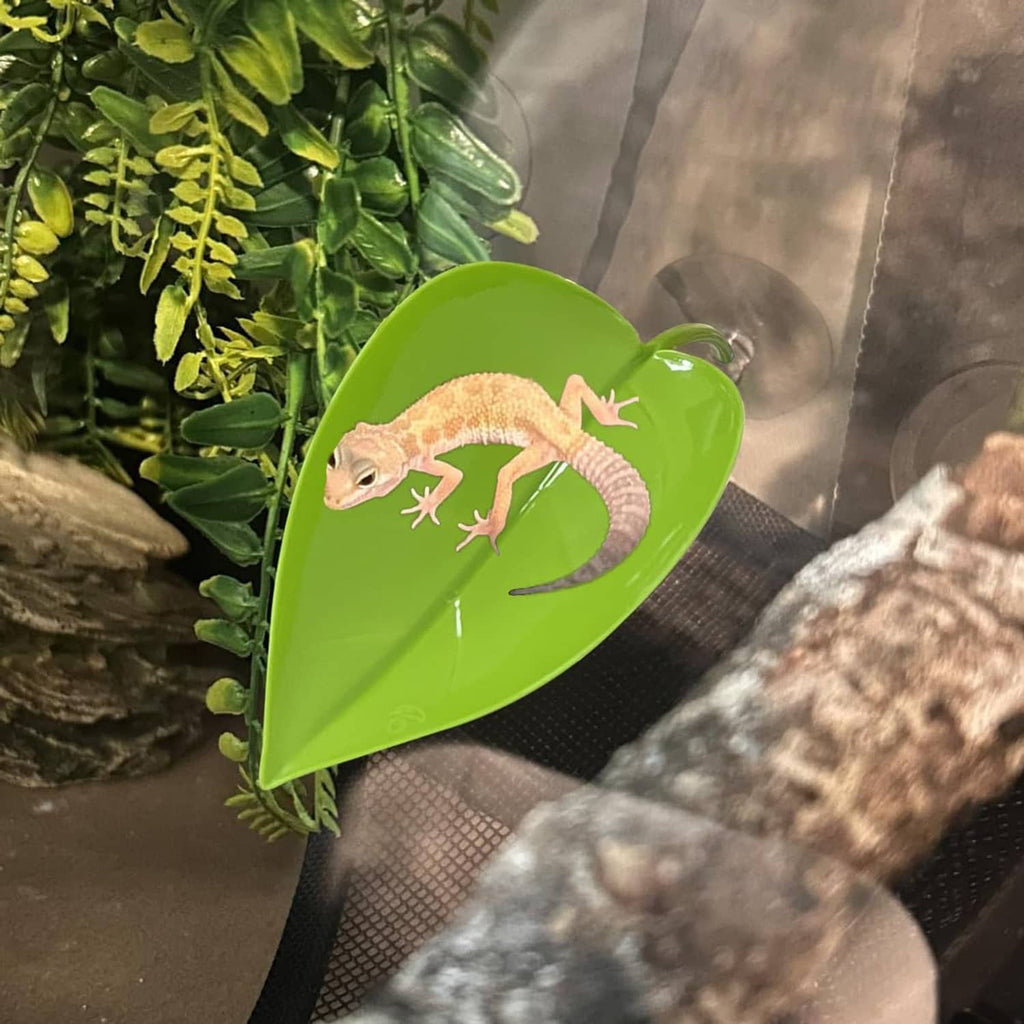 Green leaf basking platform with suction; small lizard on leaf