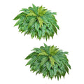 Artificial green fern plant set, two full frond bunches with dense foliage