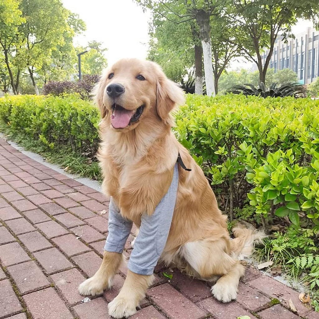 Light grey dog recovery suit with front-leg sleeves and black back strap, dog seated
