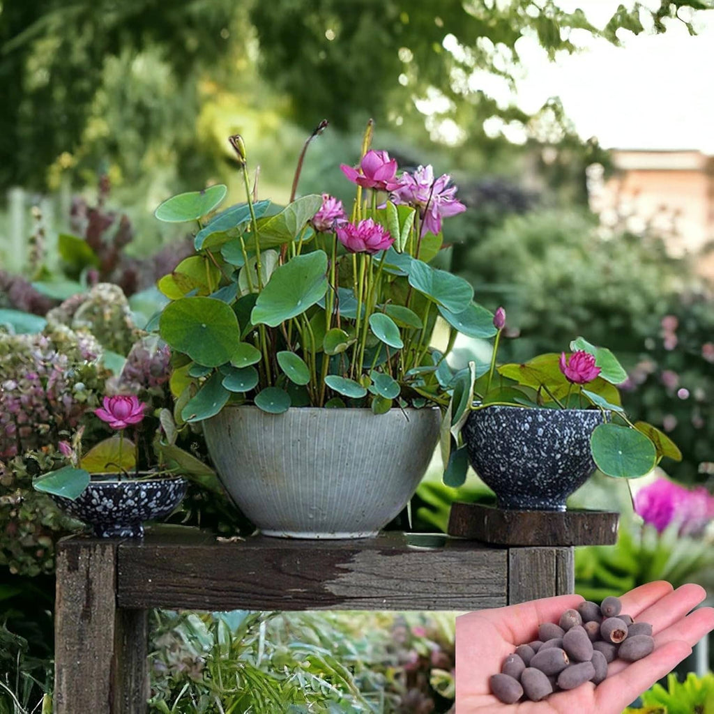 Lotus seeds for planting with potted pink lotus blooms in gray and dark bowls