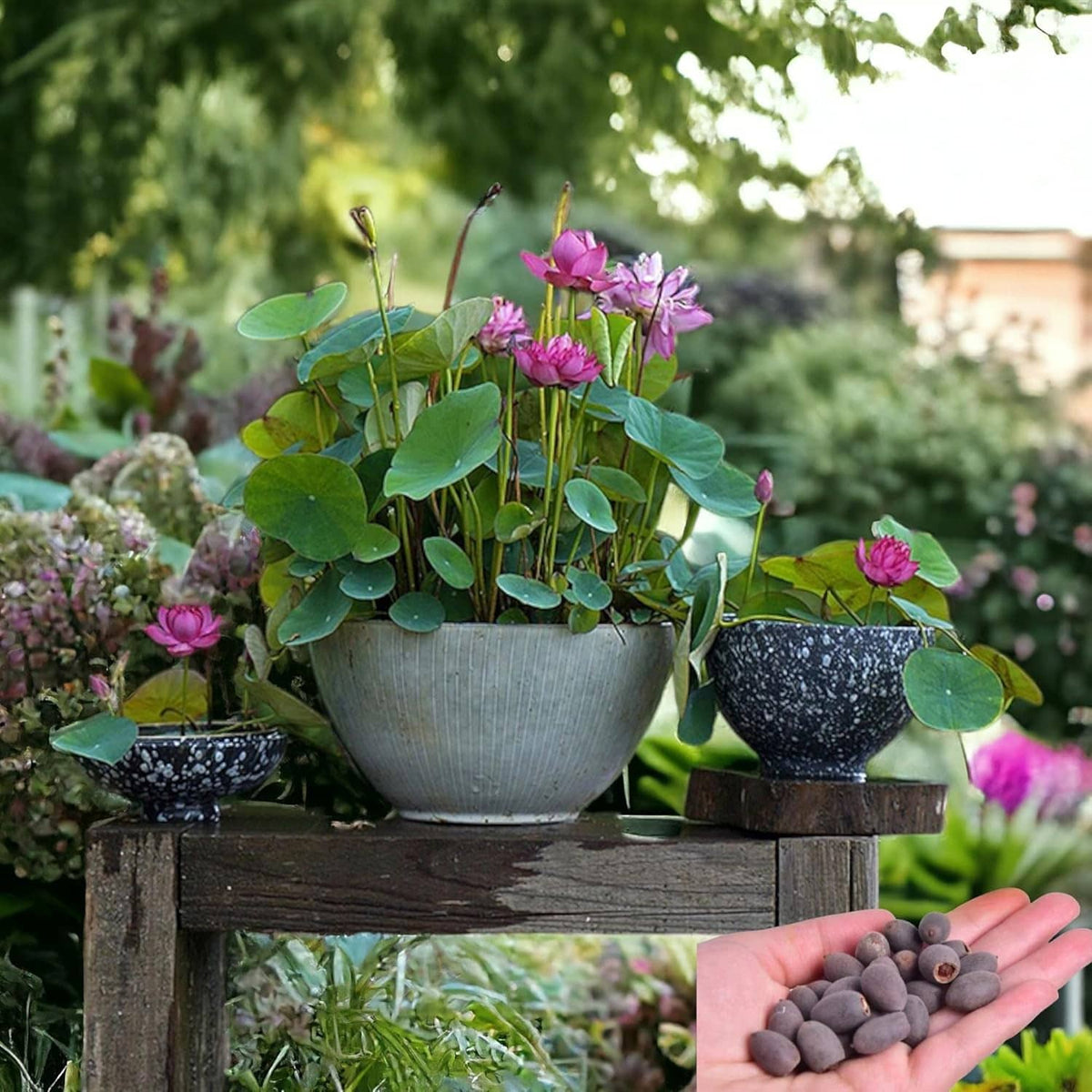 Lotus seeds for planting with potted pink lotus blooms in gray and dark bowls