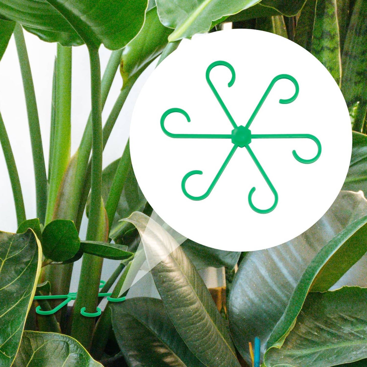 Green multi-hook plant stem support centered on a cluster of leaves