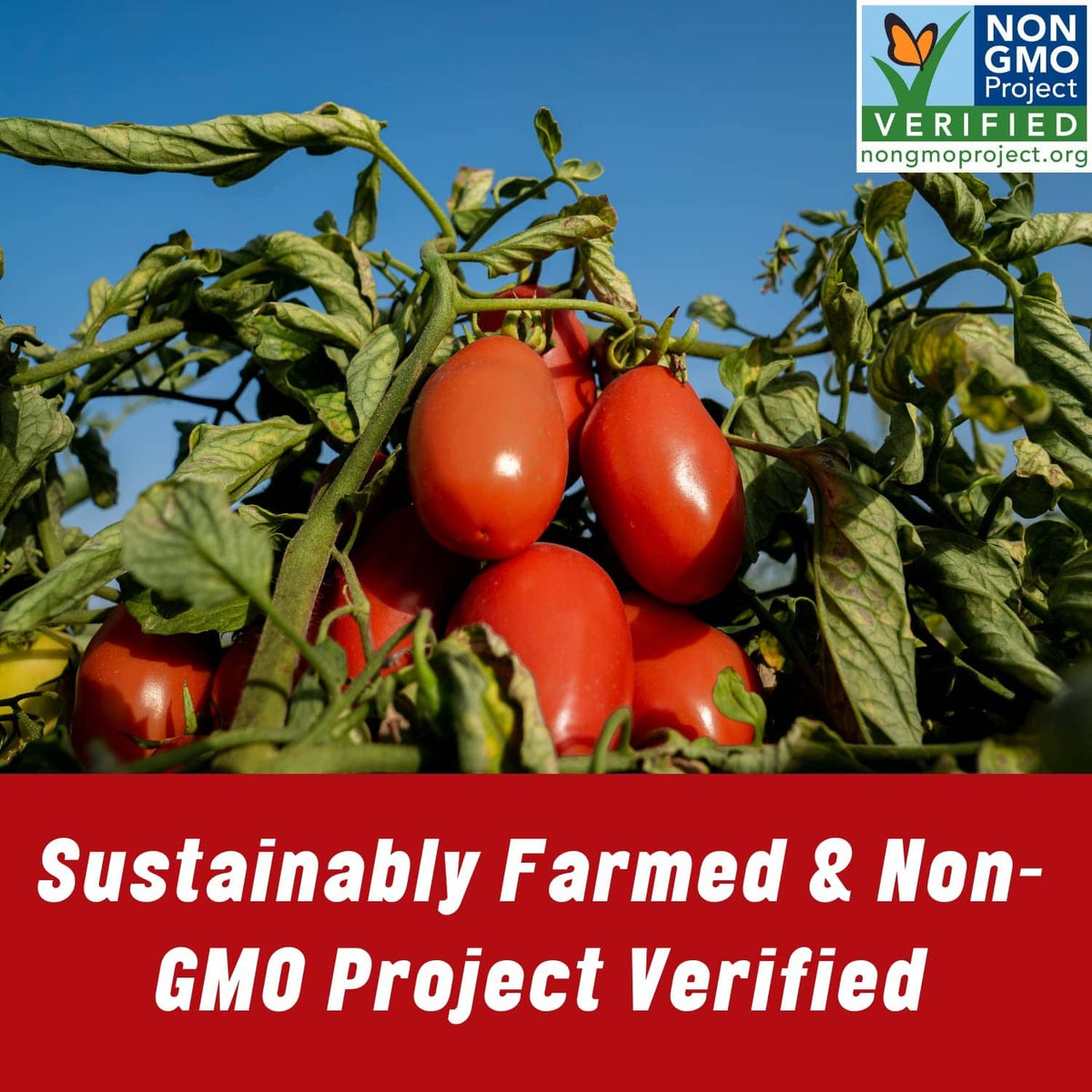 Non-GMO Project verified tomatoes on the vine