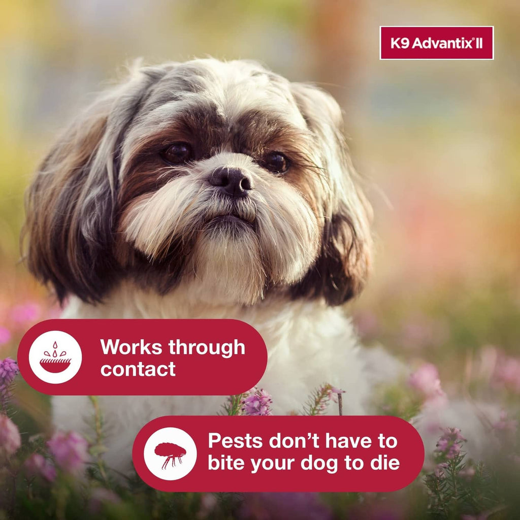 K9 Advantix II topical flea and tick treatment with close-up small dog