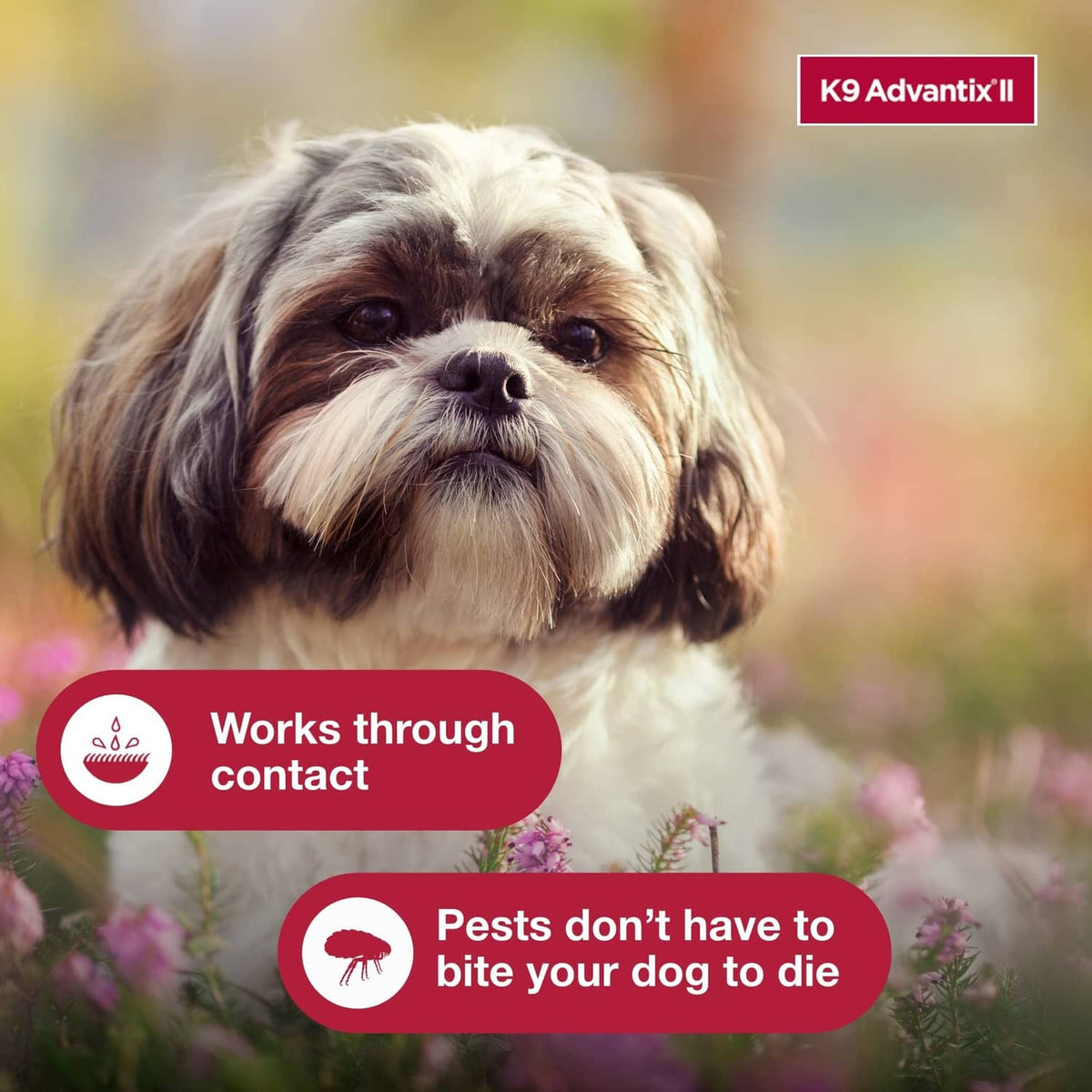 K9 Advantix II topical flea and tick treatment with close-up small dog