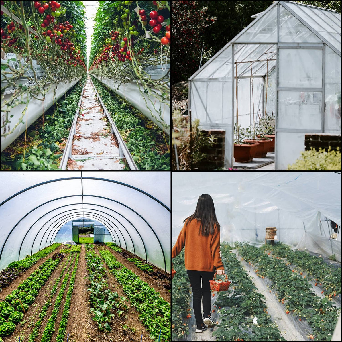 White greenhouse film covering arched plant beds with small greenhouse structure