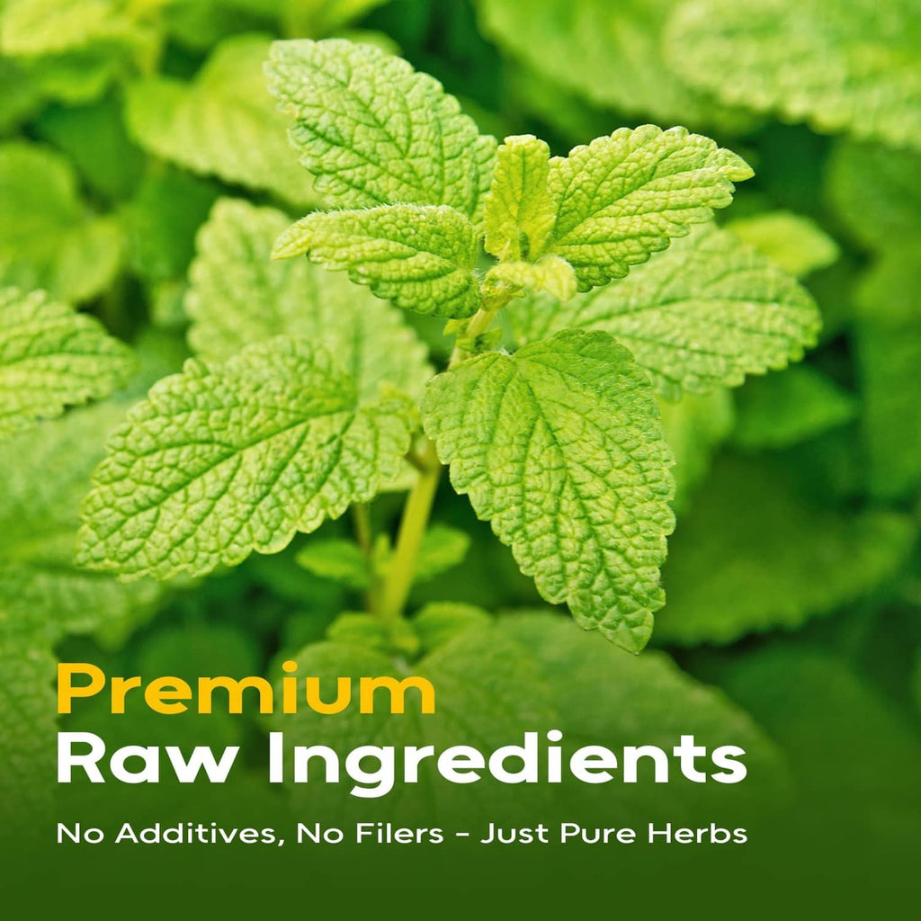 Lemon balm herb leaves, fresh green sprigs for herbal tea infusion