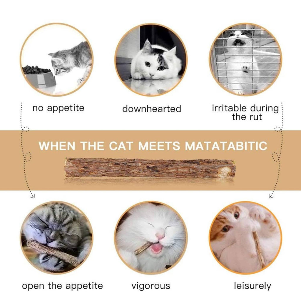 Matatabic-themed infographic featuring a cat chew stick centerpiece