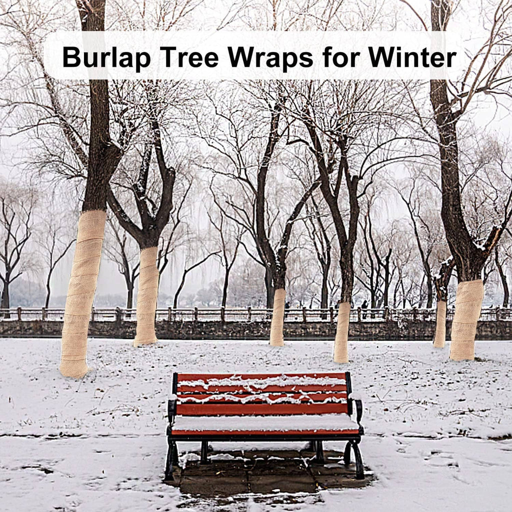 Burlap tree wrap on multiple trunks, rolled woven fabric for winter protection