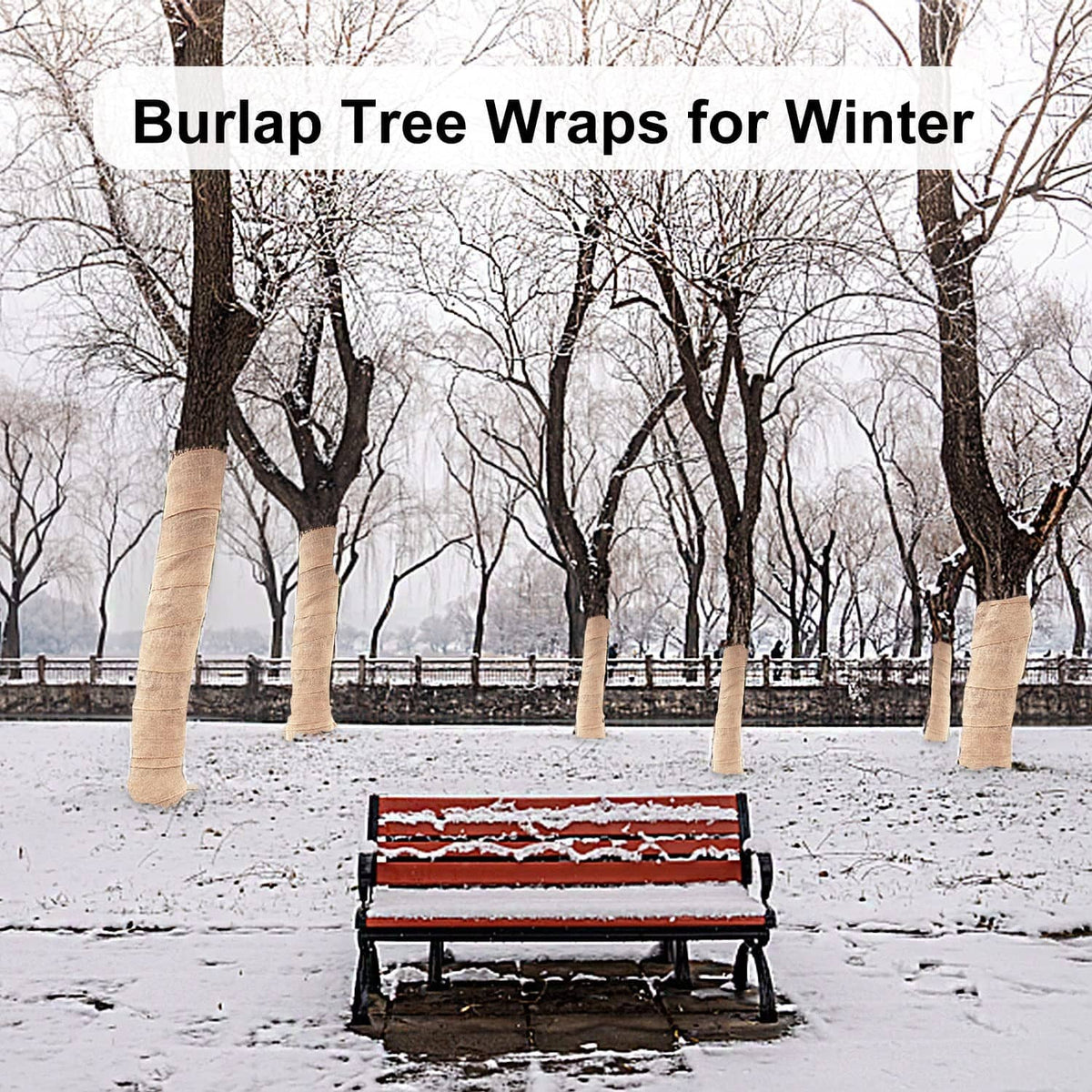 Burlap tree wrap on multiple trunks, rolled woven fabric for winter protection