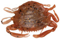Orange speckled soft crab fishing bait with molded claws and hook rig