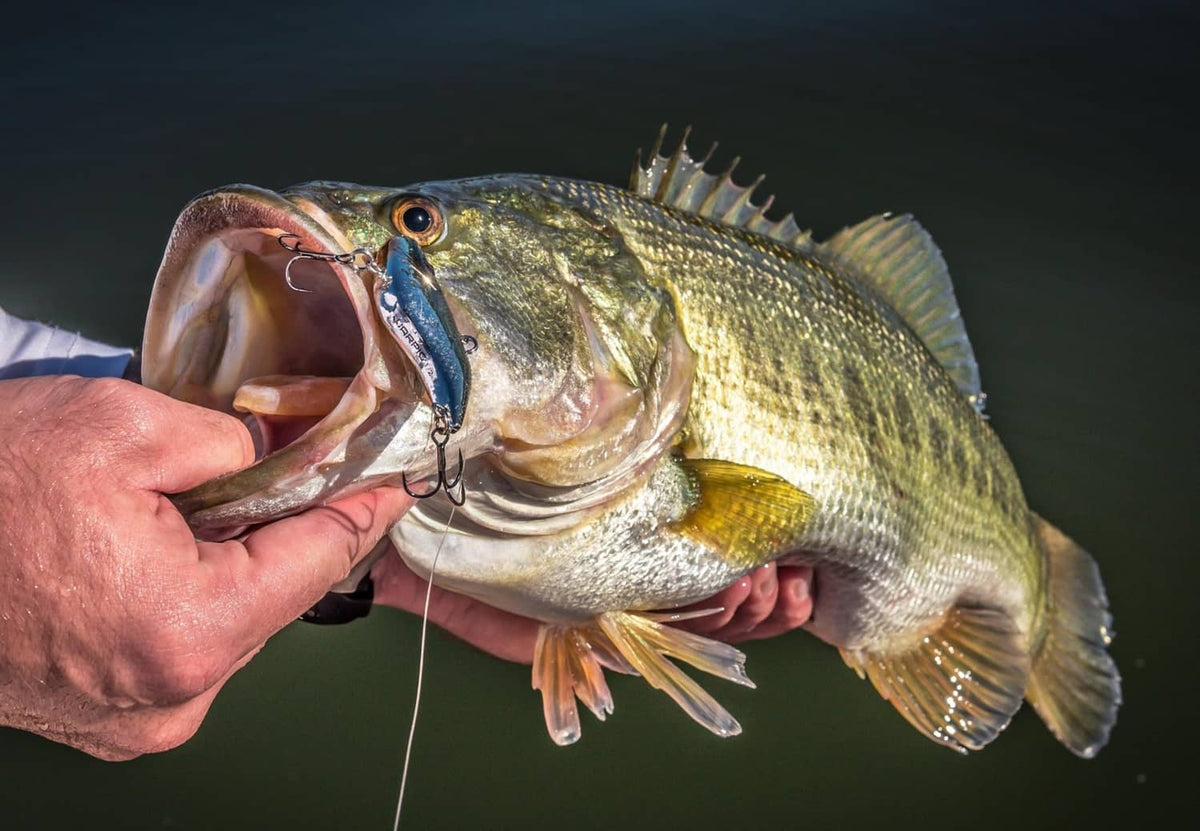 Crankbait in fish mouth, showing bill and two treble hooks