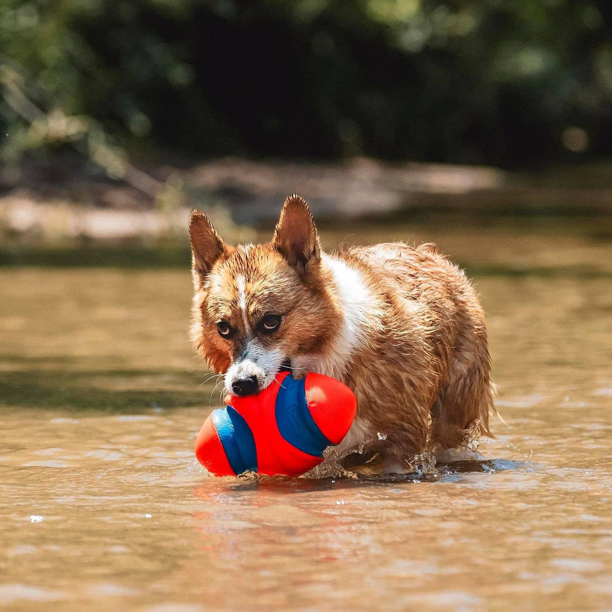 Orange and blue Chuckit! grooved dog football toy held by dog in shallow water