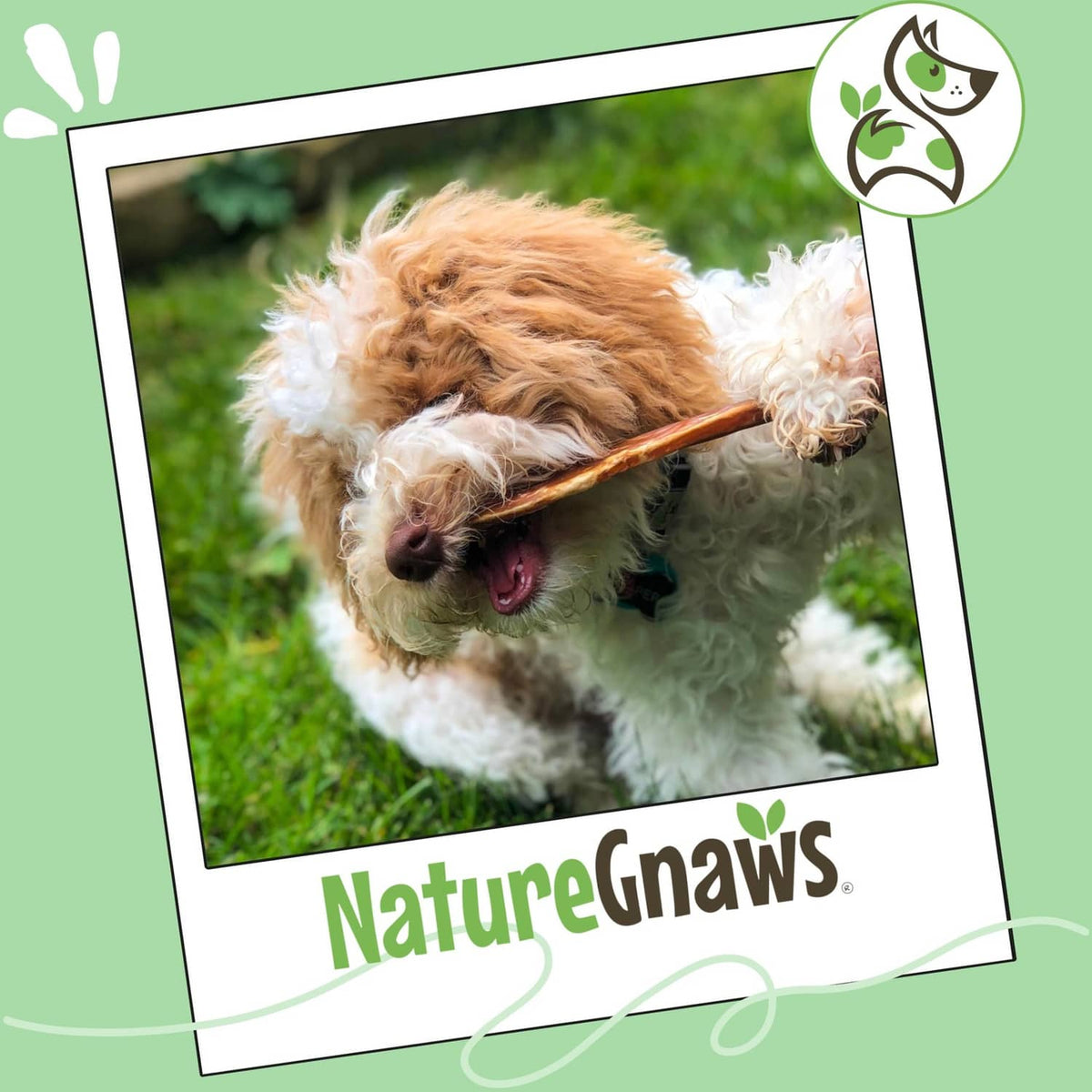 Dog playing outdoors chewing thin bully stick treat, NatureGnaws style chew stick