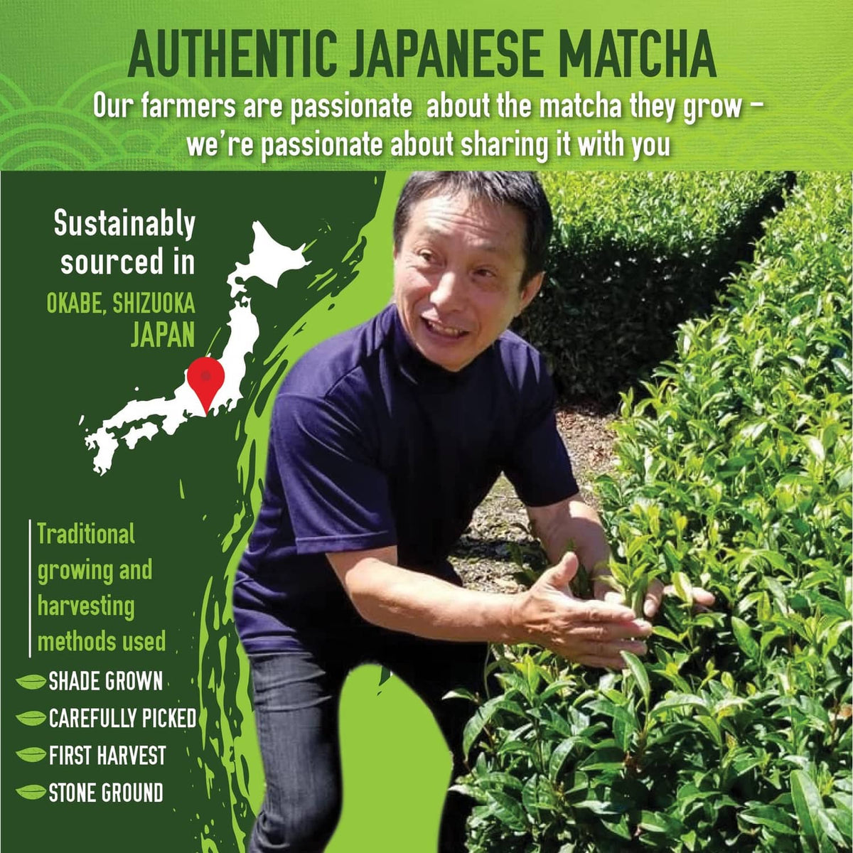 Authentic Japanese matcha sourcing infographic with farmer and matcha plants