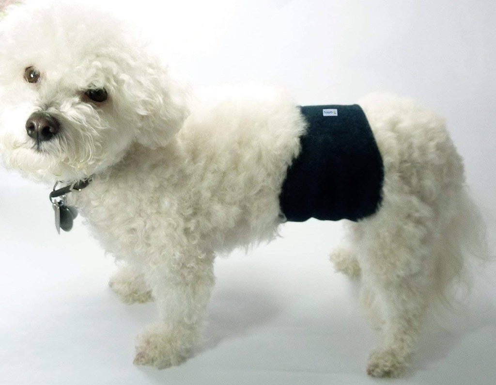 Small dog wearing a dark wrap belly band with a stitched label patch