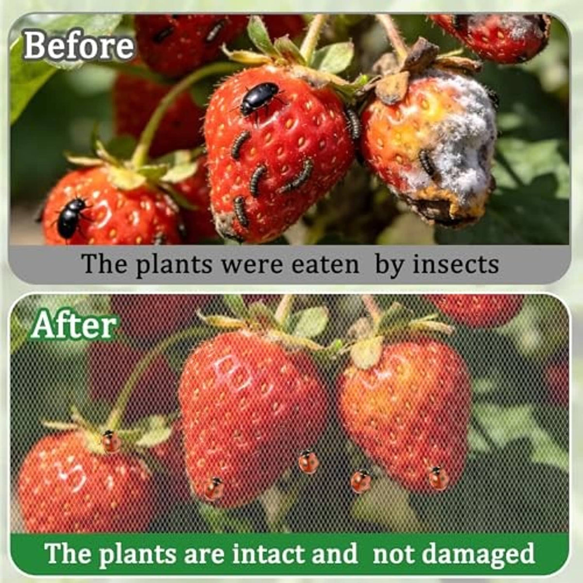 Before-and-after garden netting protection graphic against insects